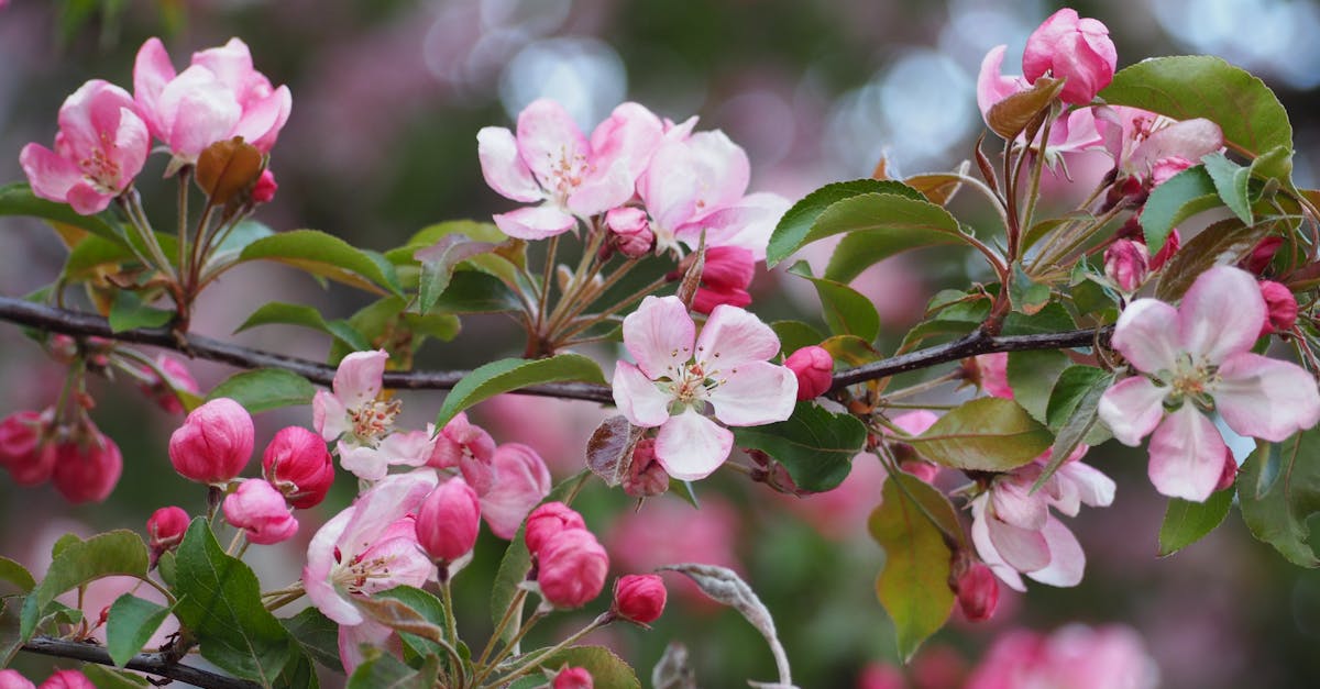 Peut-on payer en plusieurs fois chez Apple ?